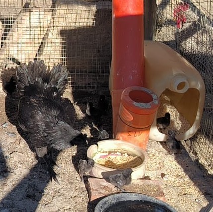 Chioccia e pulcini di 2 giorni Ayam Cemani - Inizio svezzamento